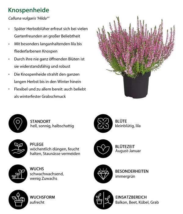 Knospenheide 'Hilda®' 10 Knospenheide 'Hilda®' – Bild 8
