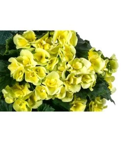 Wandhänger Mit Hängebegonien, Verschiedene Sorten 19 Wandhänger Mit Hängebegonien, Verschiedene Sorten -Pflanzenwelt Verkauf 8810988 WE DE 001 HaengebegonieWandhaengergelb