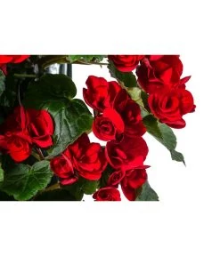 Wandhänger Mit Hängebegonien, Verschiedene Sorten 22 Wandhänger Mit Hängebegonien, Verschiedene Sorten -Pflanzenwelt Verkauf 8810988 WE DE 001 HaengebegonieWandhaengerrot