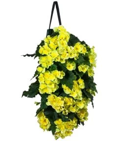 Wandhänger Mit Hängebegonien, Verschiedene Sorten