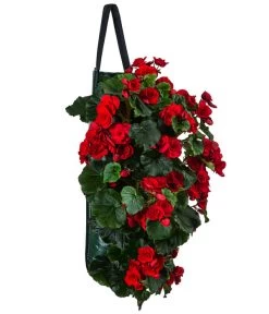 Wandhänger Mit Hängebegonien, Verschiedene Sorten 16 Wandhänger Mit Hängebegonien, Verschiedene Sorten -Pflanzenwelt Verkauf 8810988 WE FS 001 HaengebegonieWandhaengerrot