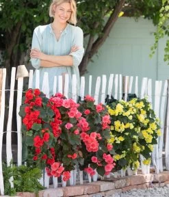 Wandhänger Mit Hängebegonien, Verschiedene Sorten 17 Wandhänger Mit Hängebegonien, Verschiedene Sorten -Pflanzenwelt Verkauf 8810988 WE MO 001 BegoniaWandhaenger