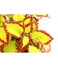 Beet- & Balkonpflanzen-Set Farbexplosion, 6-teilig -Pflanzenwelt Verkauf 8811127 PR DE 002 BuntnesselSolenostemonT13DehnerExpressHerzig