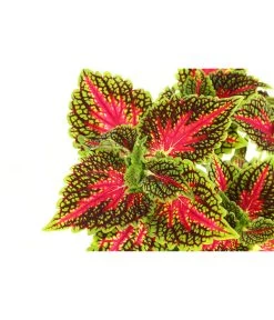 Beet- & Balkonpflanzen-Set Farbexplosion, 6-teilig -Pflanzenwelt Verkauf 8811127 PR DE 005 BuntnesselSolenostemonT13DehnerExpressHerzig