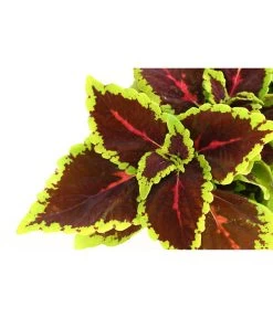 Beet- & Balkonpflanzen-Set Farbexplosion, 6-teilig -Pflanzenwelt Verkauf 8811127 PR DE 006 BuntnesselSolenostemonT13DehnerExpressHerzig