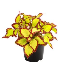 Beet- & Balkonpflanzen-Set Farbexplosion, 6-teilig -Pflanzenwelt Verkauf 8811127 PR FS 002 BuntnesselSolenostemonT13DehnerExpressHerzig