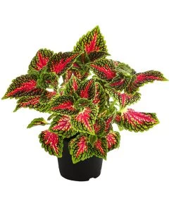 Beet- & Balkonpflanzen-Set Farbexplosion, 6-teilig -Pflanzenwelt Verkauf 8811127 PR FS 005 BuntnesselSolenostemonT13DehnerExpressHerzig