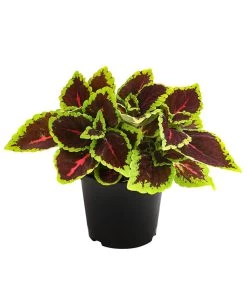 Beet- & Balkonpflanzen-Set Farbexplosion, 6-teilig -Pflanzenwelt Verkauf 8811127 PR FS 006 BuntnesselSolenostemonT13DehnerExpressHerzig