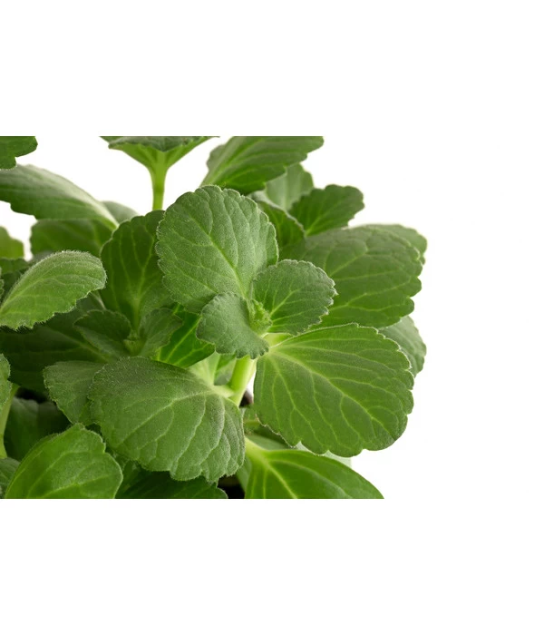 Verpiss-Dich-Pflanze 4 Verpiss-Dich-Pflanze – Bild 2