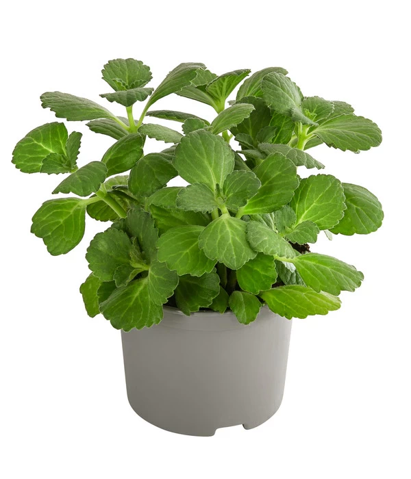 Verpiss-Dich-Pflanze 3 Verpiss-Dich-Pflanze