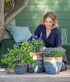 Männertreu 'Blue Eye' -Pflanzenwelt Verkauf 8811143 WE MO 001 BlaueMauritius