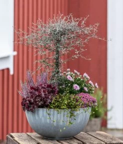 Pflanzenwelt Verkauf -Pflanzenwelt Verkauf 8811184 WE MO 001 Herbstarrangement