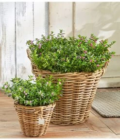 Köcherblümchen, Busch, Verschiedene Farben 10 Köcherblümchen, Busch, Verschiedene Farben -Pflanzenwelt Verkauf 8811366 8594673 8594244 PR MO 003 CupheaHyssopifT11BL18UveSauer