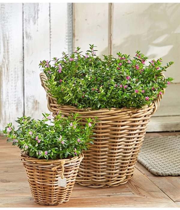 Köcherblümchen, Busch, Verschiedene Farben 5 Köcherblümchen, Busch, Verschiedene Farben – Bild 3