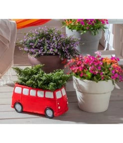 Köcherblümchen, Busch, Verschiedene Farben 11 Köcherblümchen, Busch, Verschiedene Farben -Pflanzenwelt Verkauf 8811366 WE MO 002 CupheaHyssopifoliaKoecherbluemchen