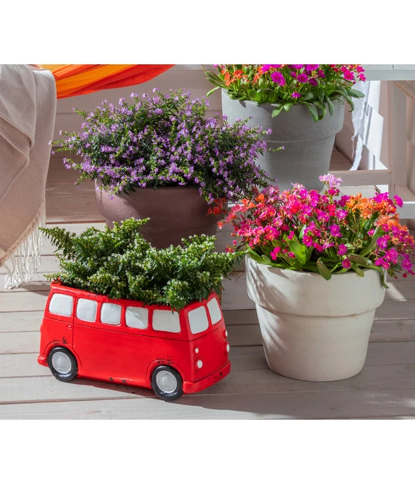 Köcherblümchen, Busch, Verschiedene Farben 6 Köcherblümchen, Busch, Verschiedene Farben – Bild 4