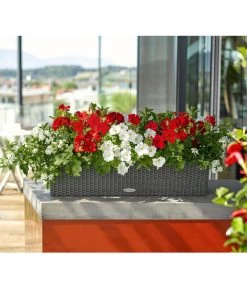 Jasminblütiger Nachtschatten -Pflanzenwelt Verkauf 8811846 8818007 8813032 8816119 PR MO 001 DipladeniaSolanumPetuniaPelargoniumBalkonkastenRenner