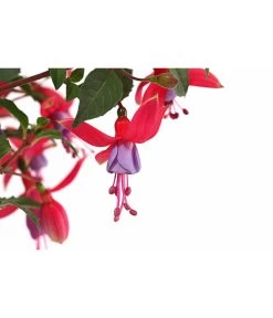 Fuchsie, Stehend, Verschiedene Farben -Pflanzenwelt Verkauf 8812505 WE DE 001 FuchsiaFuchsiestehendT12