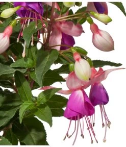 Fuchsie, Stehend, Verschiedene Farben -Pflanzenwelt Verkauf 8812505 WE DE 001 FuchsieStehendDehnerExpressWunderlich