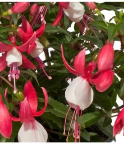 Fuchsie, Stehend, Verschiedene Farben -Pflanzenwelt Verkauf 8812505 WE DE 002 Fuchsia DehnerExpressWunderlich 1