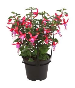 Fuchsie, Stehend, Verschiedene Farben -Pflanzenwelt Verkauf 8812505 WE FS 001 FuchsiaFuchsiestehendT12