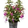Fuchsie, Stehend, Verschiedene Farben -Pflanzenwelt Verkauf 8812505 WE FS 001 Fuchsia DehnerExpressWunderlich