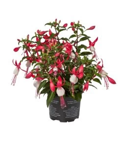 Fuchsie, Stehend, Verschiedene Farben -Pflanzenwelt Verkauf 8812505 WE FS 002 Fuchsia DehnerExpressWunderlich 1