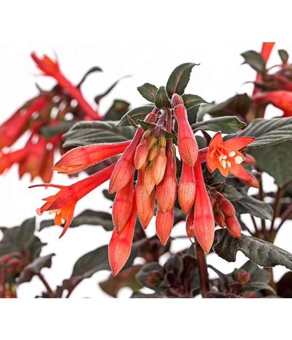 Fuchsie Koralle 4 Fuchsie Koralle – Bild 2