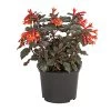 Fuchsie Koralle 1 Fuchsie Koralle -Pflanzenwelt Verkauf 8812745 PR FS 001 FuchsiaFuchsieKoralleDehnerExpressHerzig