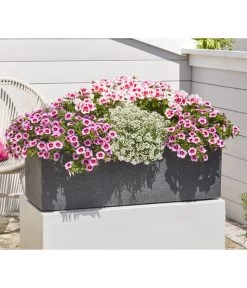 Minihängepetunie 'Rosenauge' 8 Minihängepetunie 'Rosenauge' -Pflanzenwelt Verkauf 8812992 8809568 8809568 8815938 WE MO 001 GeranieStehendSmokeyEye LobulariaSnowPrincess MinihaengepetunieRosenauge