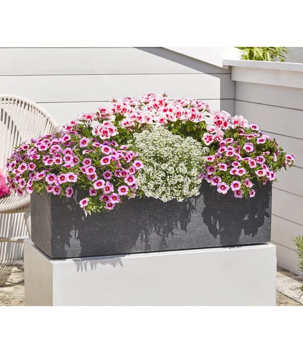 Minihängepetunie 'Rosenauge' 5 Minihängepetunie 'Rosenauge' – Bild 3