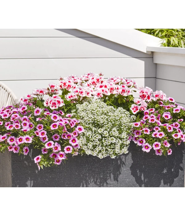 Duftsteinrich 3 Duftsteinrich