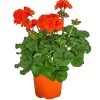Stehende Geranie, Orange