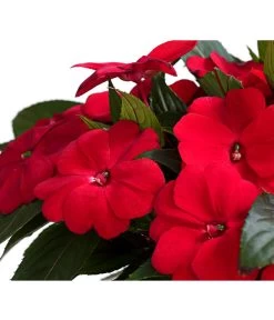 Beet- & Balkonpflanzen-Set Schattenbeet, 6-teilig -Pflanzenwelt Verkauf 8814634 WE DE 003 EdellieschenImpatiensNeuguineaT12DehnerExpressHerzig