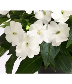 Beet- & Balkonpflanzen-Set Schattenbeet, 6-teilig -Pflanzenwelt Verkauf 8814634 WE DE 004 EdellieschenImpatiensNeuguineaT12DehnerExpressHerzig