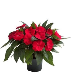 Beet- & Balkonpflanzen-Set Schattenbeet, 6-teilig -Pflanzenwelt Verkauf 8814634 WE FS 003 EdellieschenImpatiensNeuguineaT12DehnerExpressHerzig