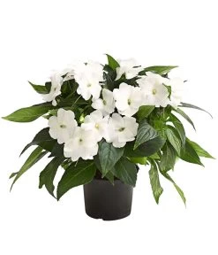 Beet- & Balkonpflanzen-Set Schattenbeet, 6-teilig -Pflanzenwelt Verkauf 8814634 WE FS 004 EdellieschenImpatiensNeuguineaT12DehnerExpressHerzig