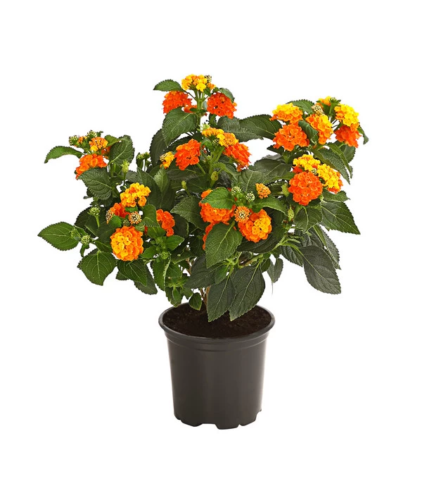 Wandelröschen 3 Wandelröschen