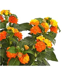 Wandelröschen 7 Wandelröschen -Pflanzenwelt Verkauf 8815292 PR de 001 WandelroeschenLantanaCamaraT12DehnerExpressHerzig