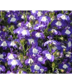 Männertreu 'Blue Eye' -Pflanzenwelt Verkauf 8815649 WE DE 002LobeliaErinusBlueEyeJPR2012StefanGloede