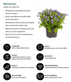 Männertreu 'Blue Eye' -Pflanzenwelt Verkauf 8815649 WE IG 001 Maennertreu