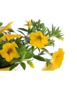 Minihängepetunie, Gelb -Pflanzenwelt Verkauf 8815722 WE DE 001 MinihaengepetunieT12