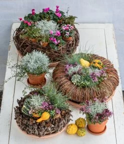 Midi Alpenveilchen, Verschiedene Sorten -Pflanzenwelt Verkauf 8815763 6273635 WE MO 001 MuecaKrazWeinrebeFrost