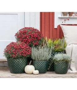 Dehner Keramik-Topf Elite 15 Dehner Keramik-Topf Elite -Pflanzenwelt Verkauf 8815763 WE MO 001 KnospenheideCallunaFluffyT11