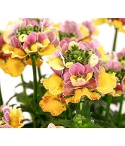 Elfenspiegel, Verschiedene Sorten -Pflanzenwelt Verkauf 8815888 PR DE 001 NemesiaElfenspiegelT11DehnerExpressHerzig