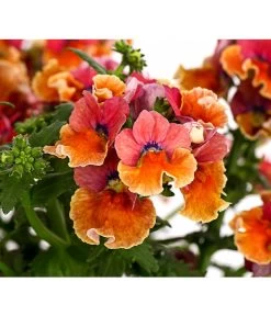 Elfenspiegel, Verschiedene Sorten -Pflanzenwelt Verkauf 8815888 PR DE 003 NemesiaElfenspiegelT11DehnerExpressHerzig