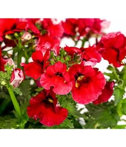 Elfenspiegel, Verschiedene Sorten -Pflanzenwelt Verkauf 8815888 PR DE 004 NemesiaElfenspiegelT11DehnerExpressHerzig