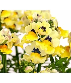 Elfenspiegel, Verschiedene Sorten -Pflanzenwelt Verkauf 8815888 PR DE 005 NemesiaElfenspiegelT11DehnerExpressHerzig