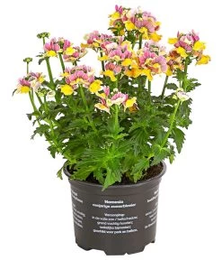 Elfenspiegel, Verschiedene Sorten -Pflanzenwelt Verkauf 8815888 PR FS 001 NemesiaElfenspiegelT11DehnerExpressHerzig