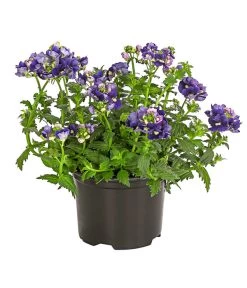 Elfenspiegel, Verschiedene Sorten -Pflanzenwelt Verkauf 8815888 PR FS 002 NemesiaElfenspiegelT11DehnerExpressHerzig